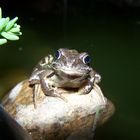 Der Froschkönig