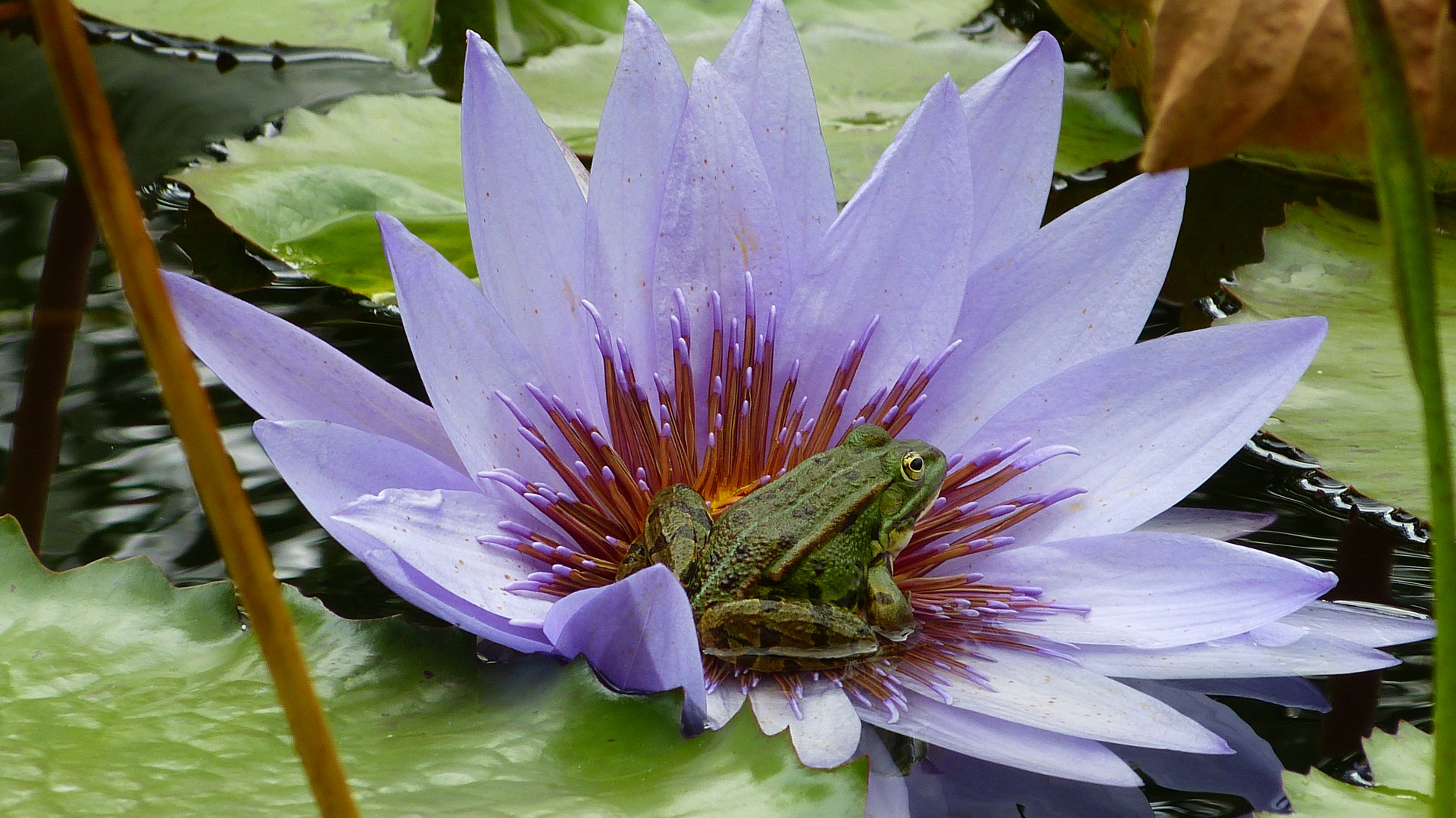 der Froschkönig