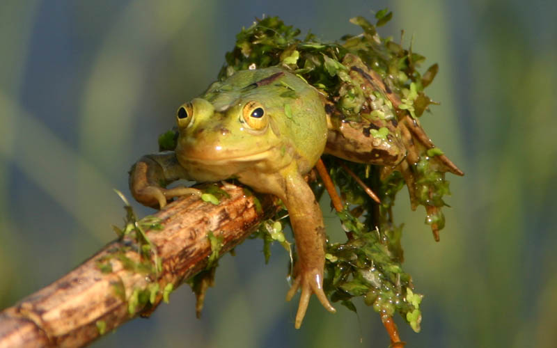 Der Froschkönig