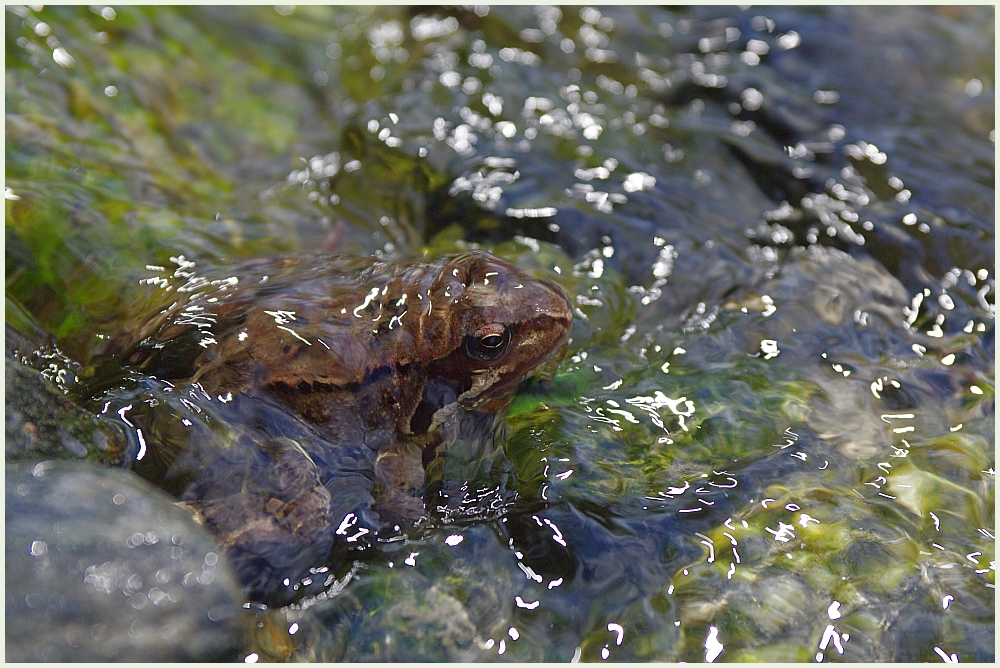 Der Froschkönig...