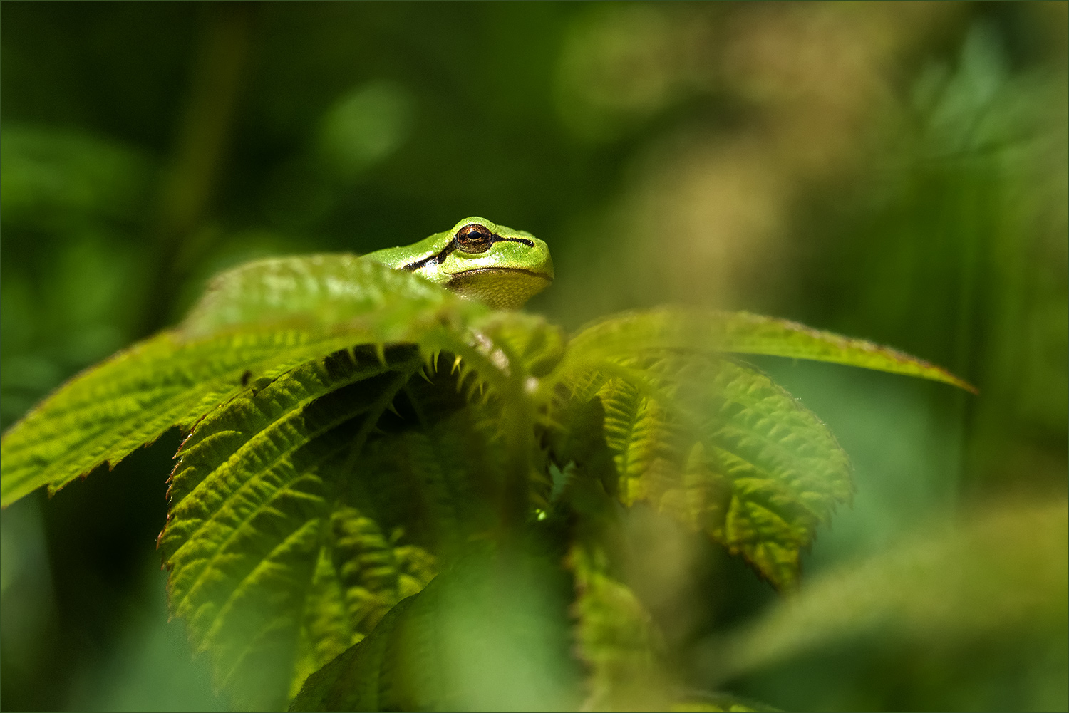 Der Froschkönig