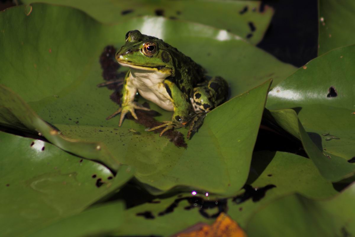 Der Frosch_König