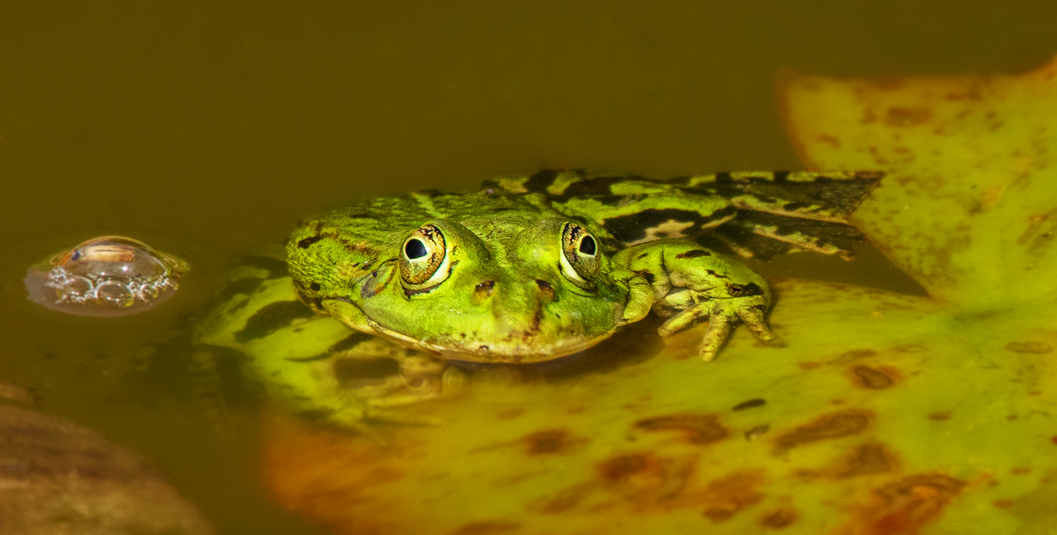 Der Froschkönig