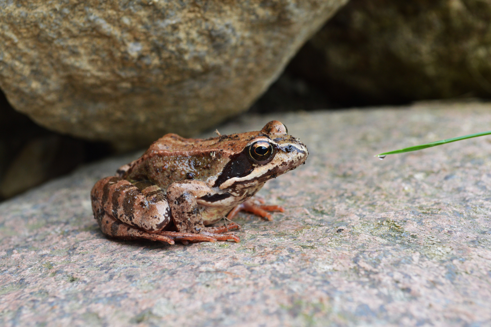 der Froschkönig