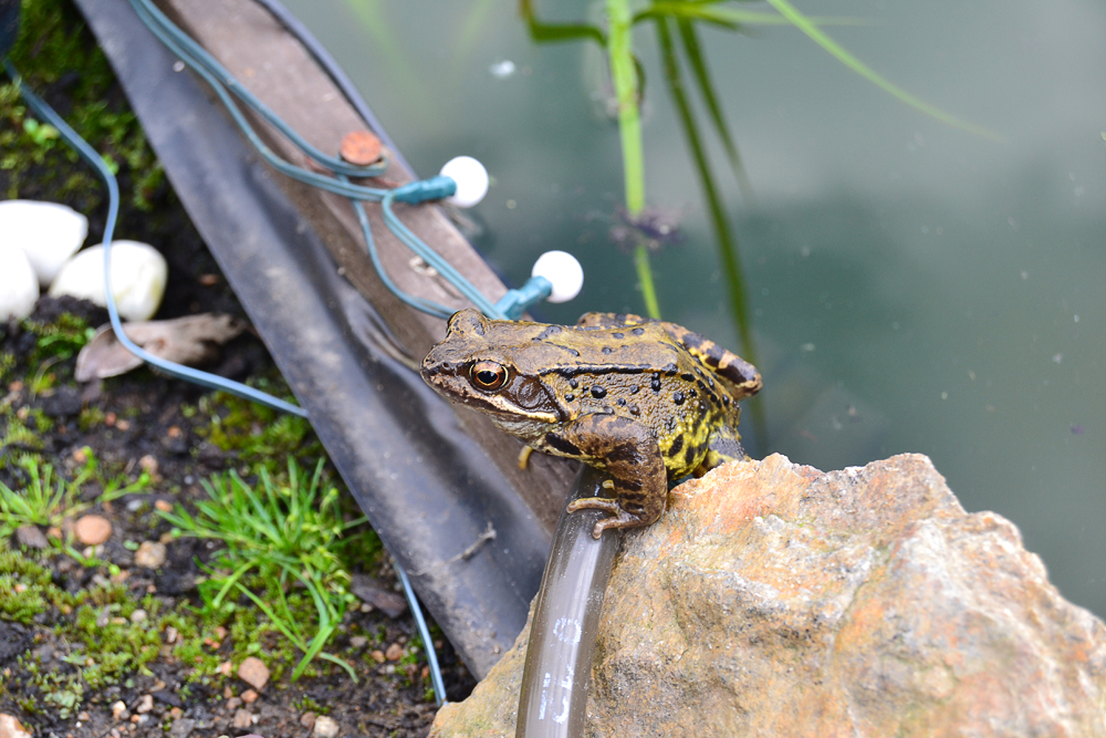 Der Froschkönig?