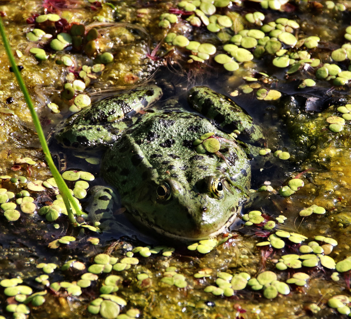 Der Froschkönig.