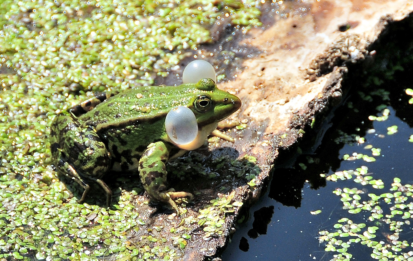 " Der Froschkönig "