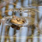 Der Froschkönig