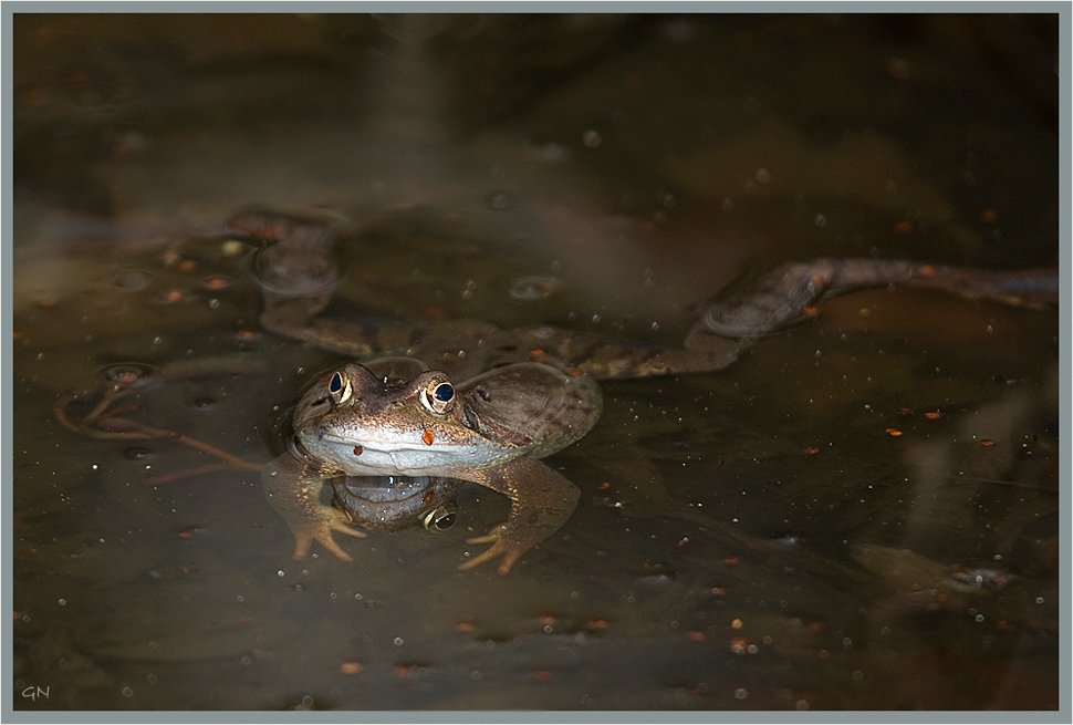 Der Froschkönig