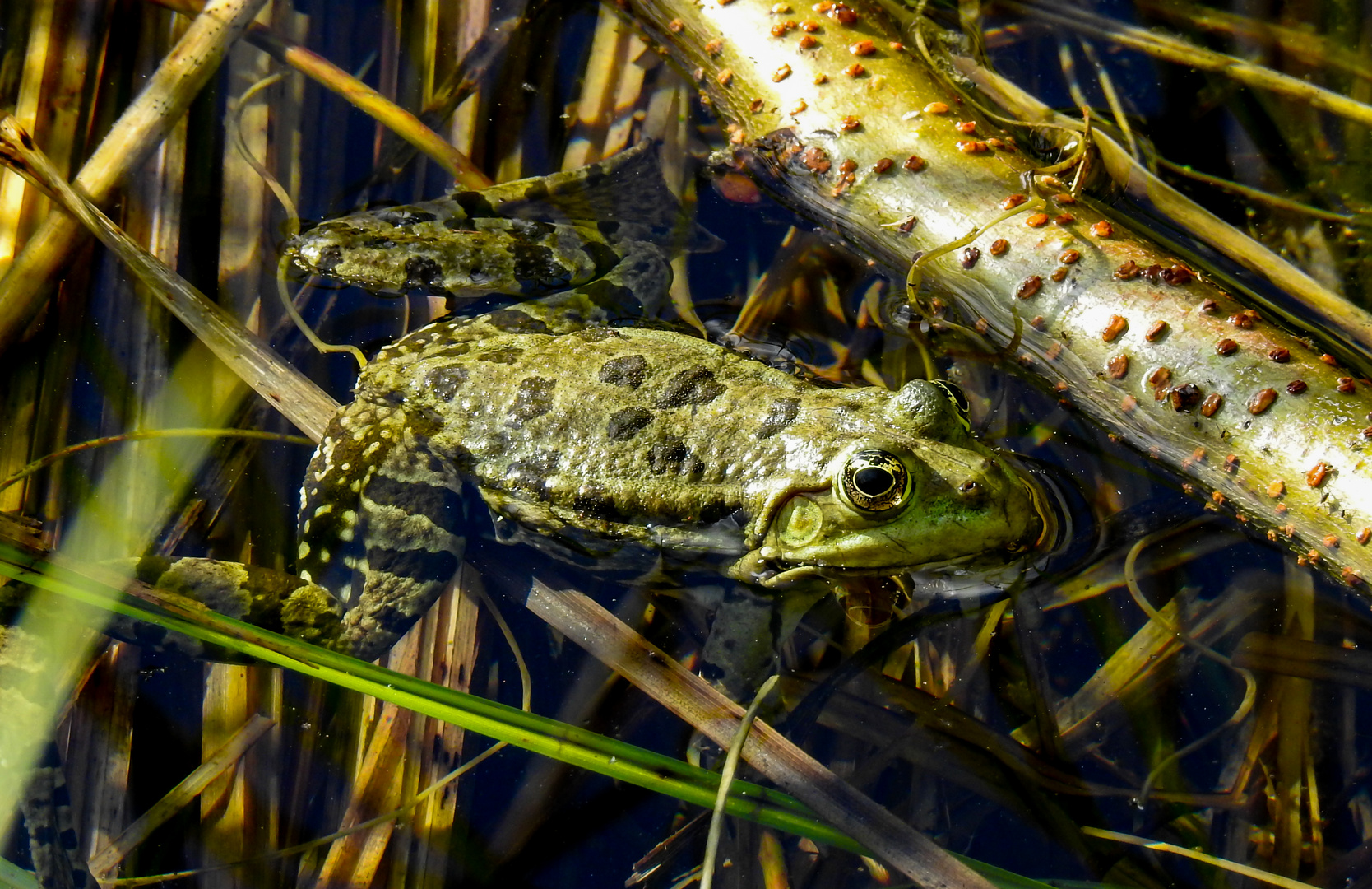 der Froschkönig...