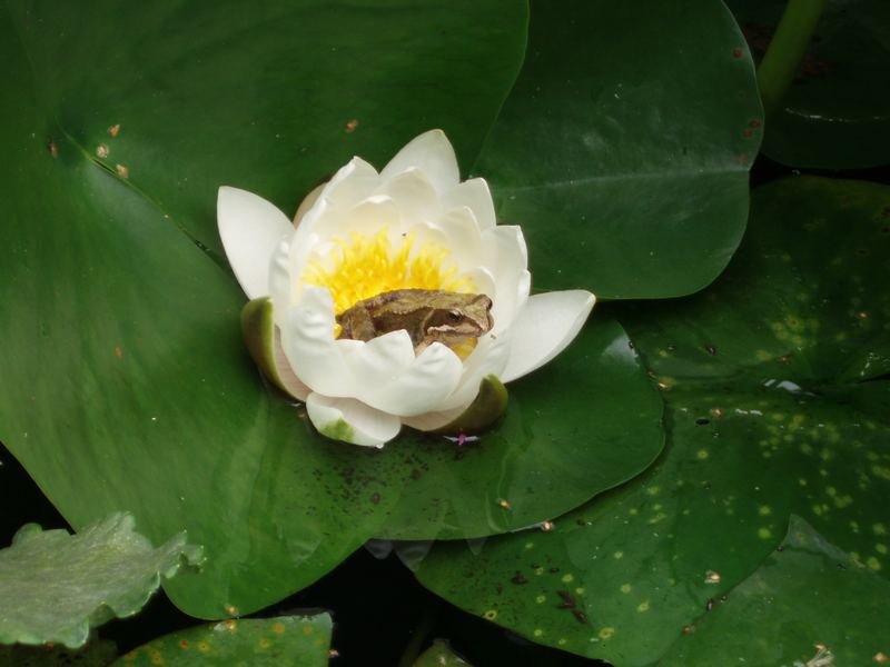 Der Froschkönig auf der Seerose