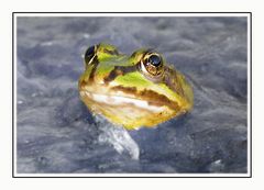 Der Froschkönig