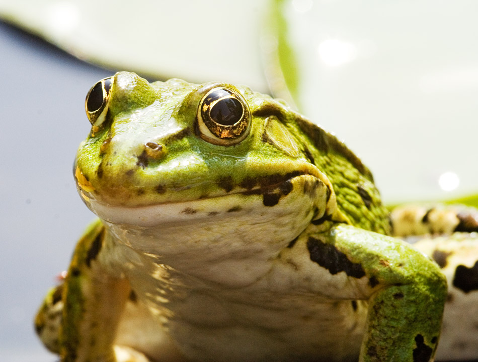 Der Froschkönig