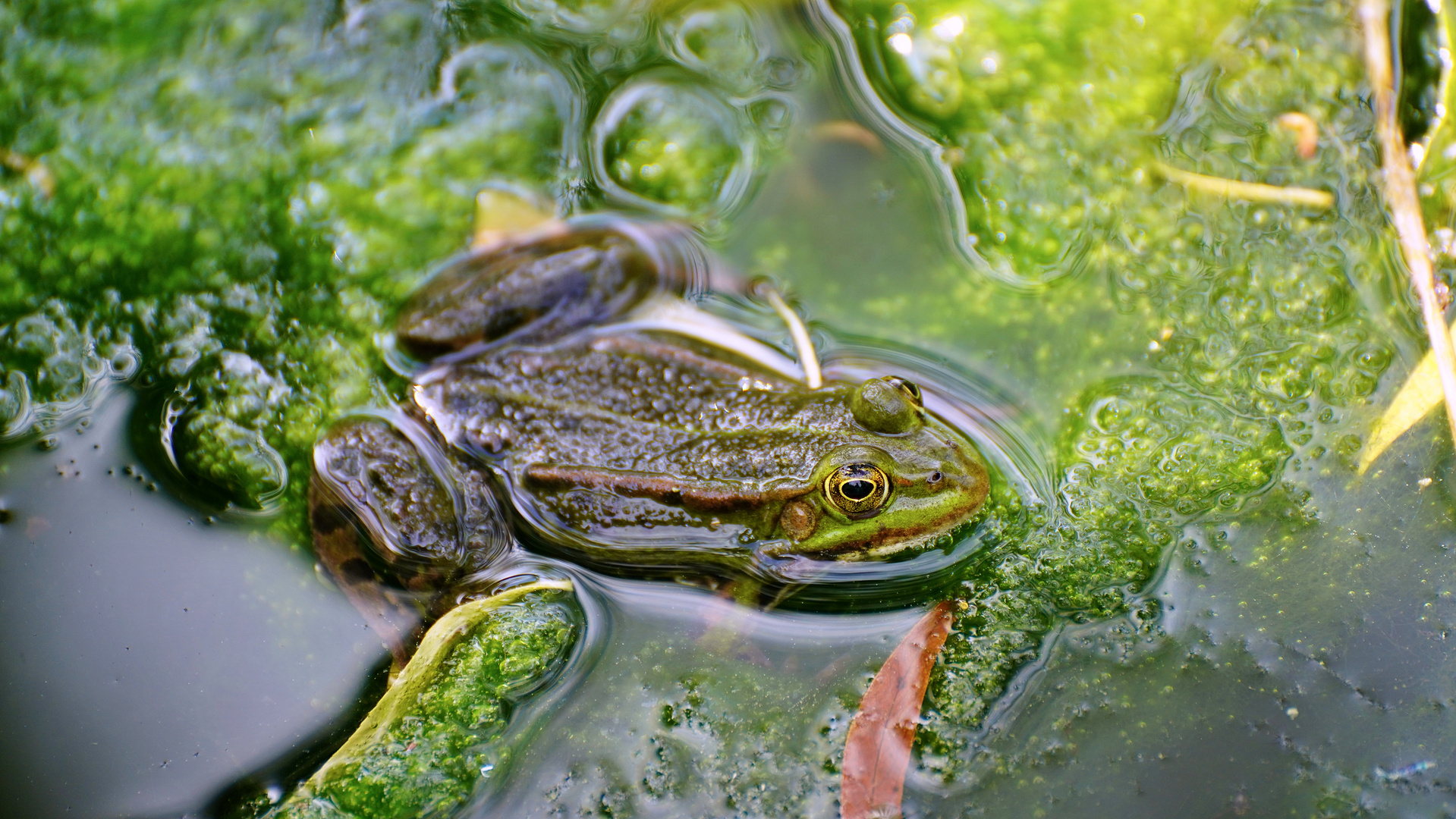 Der Froschkönig 