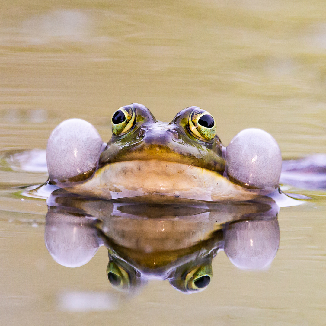 Der Froschkönig