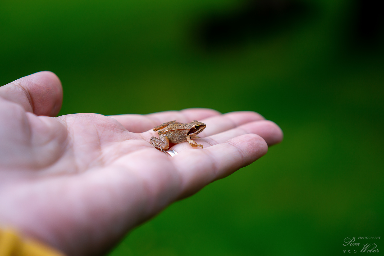 Der Froschkönig