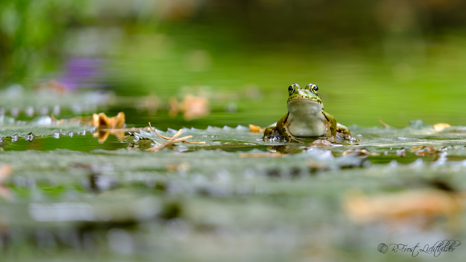 Der Froschkönig