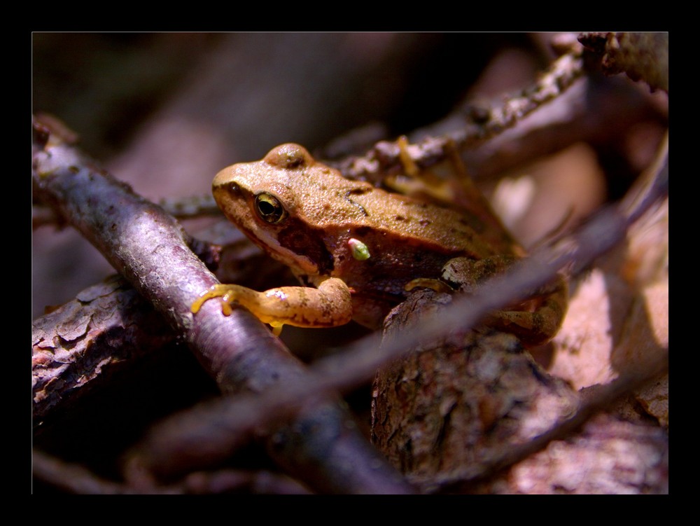 Der Froschkönig