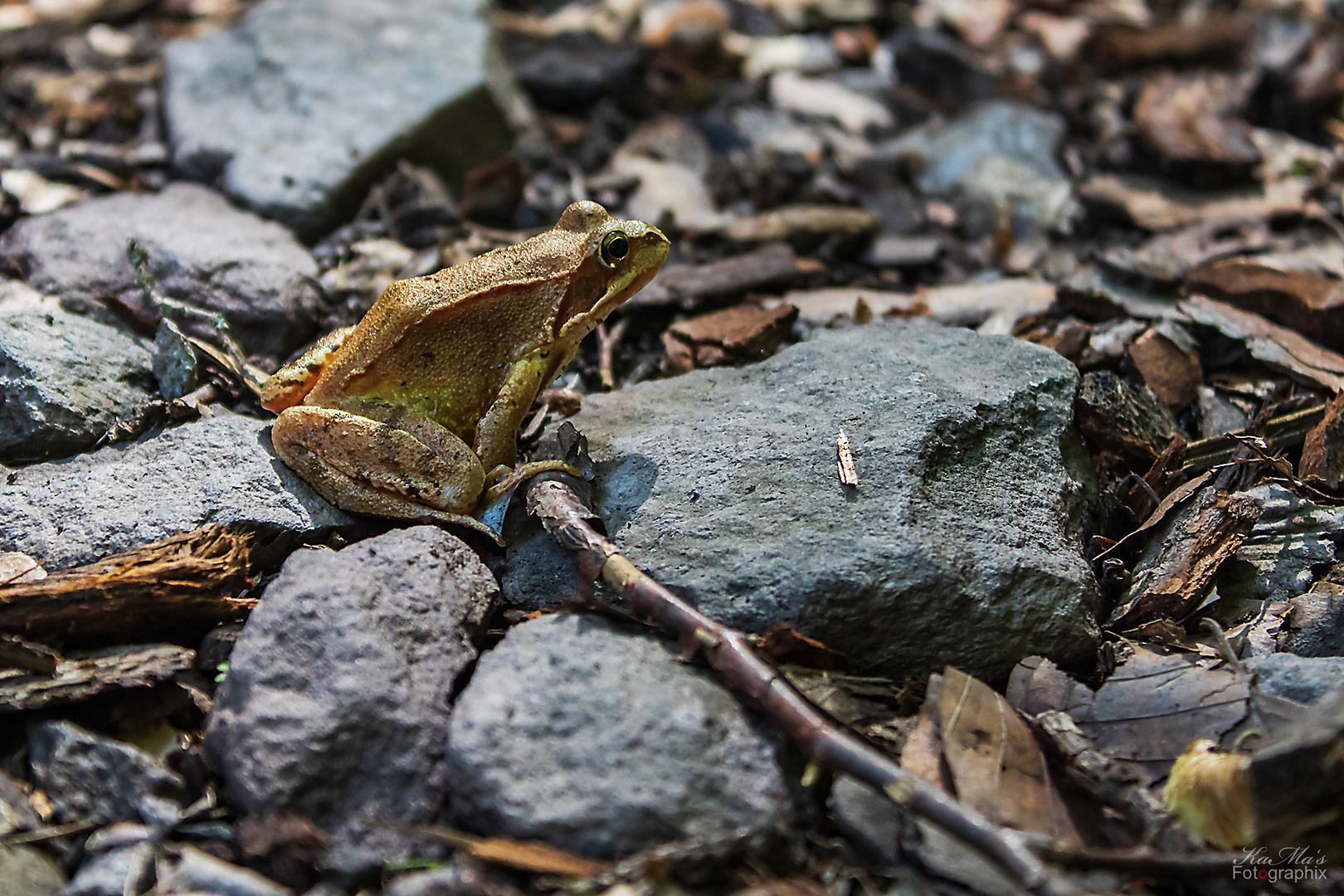 Der Froschkönig