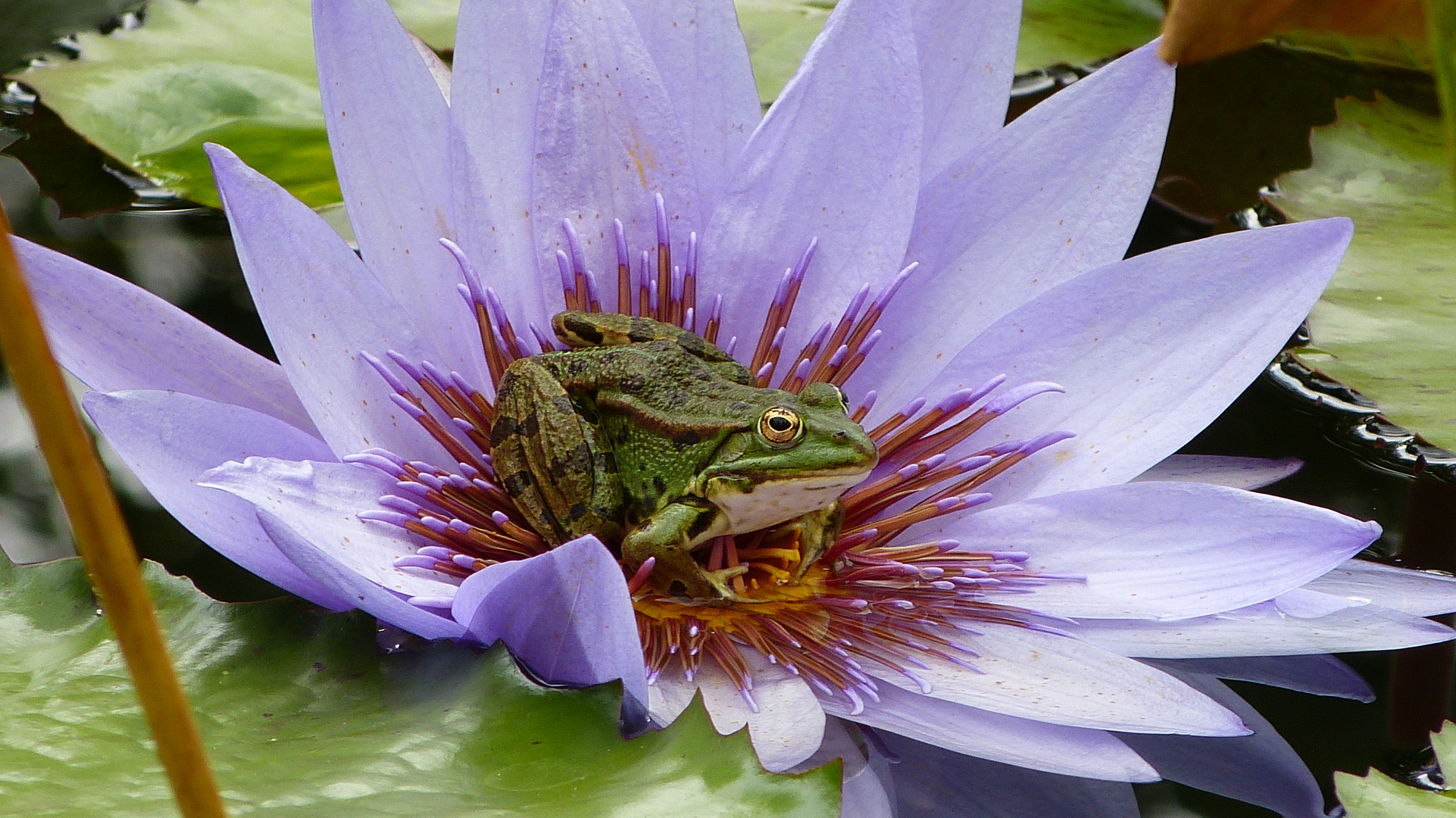 der Froschkönig 