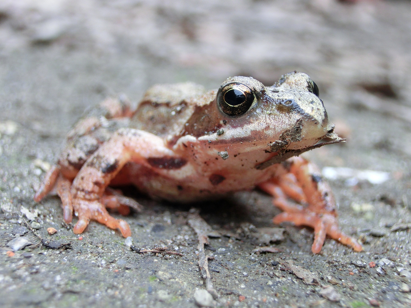 Der Froschkönig...