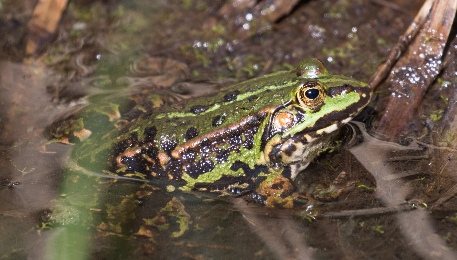 Der Froschkönig