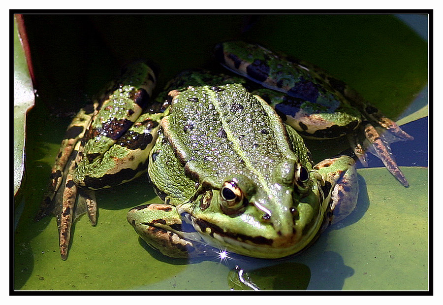 "Der Froschkönig"