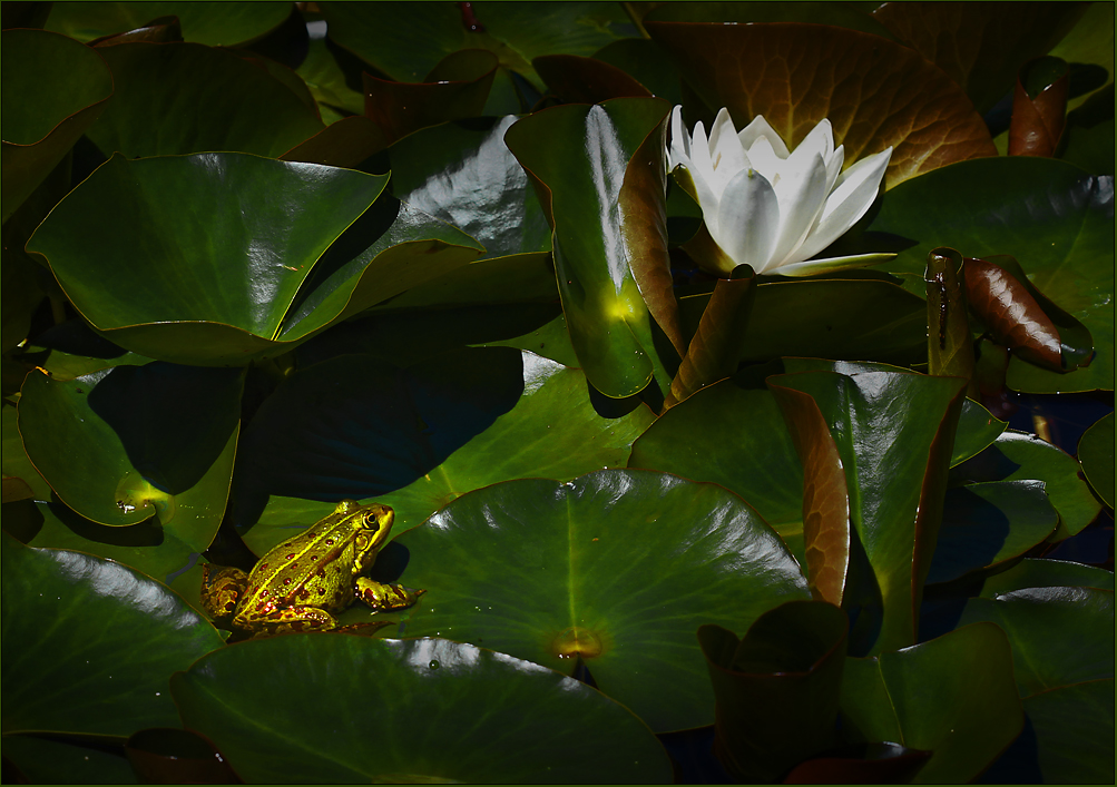 Der Froschkönig ...