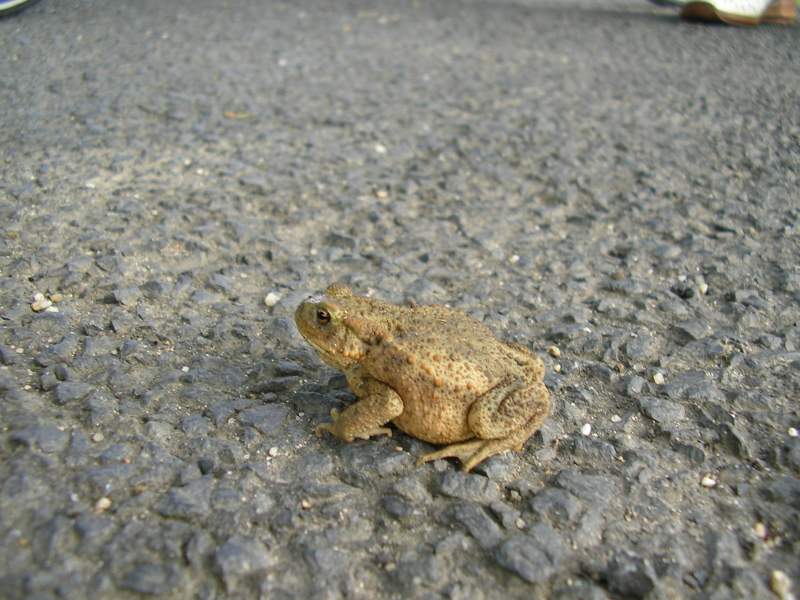 Der Froschkönig.