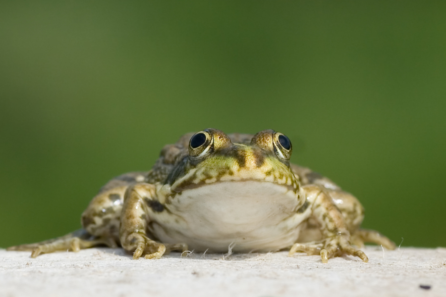 Der Froschkönig