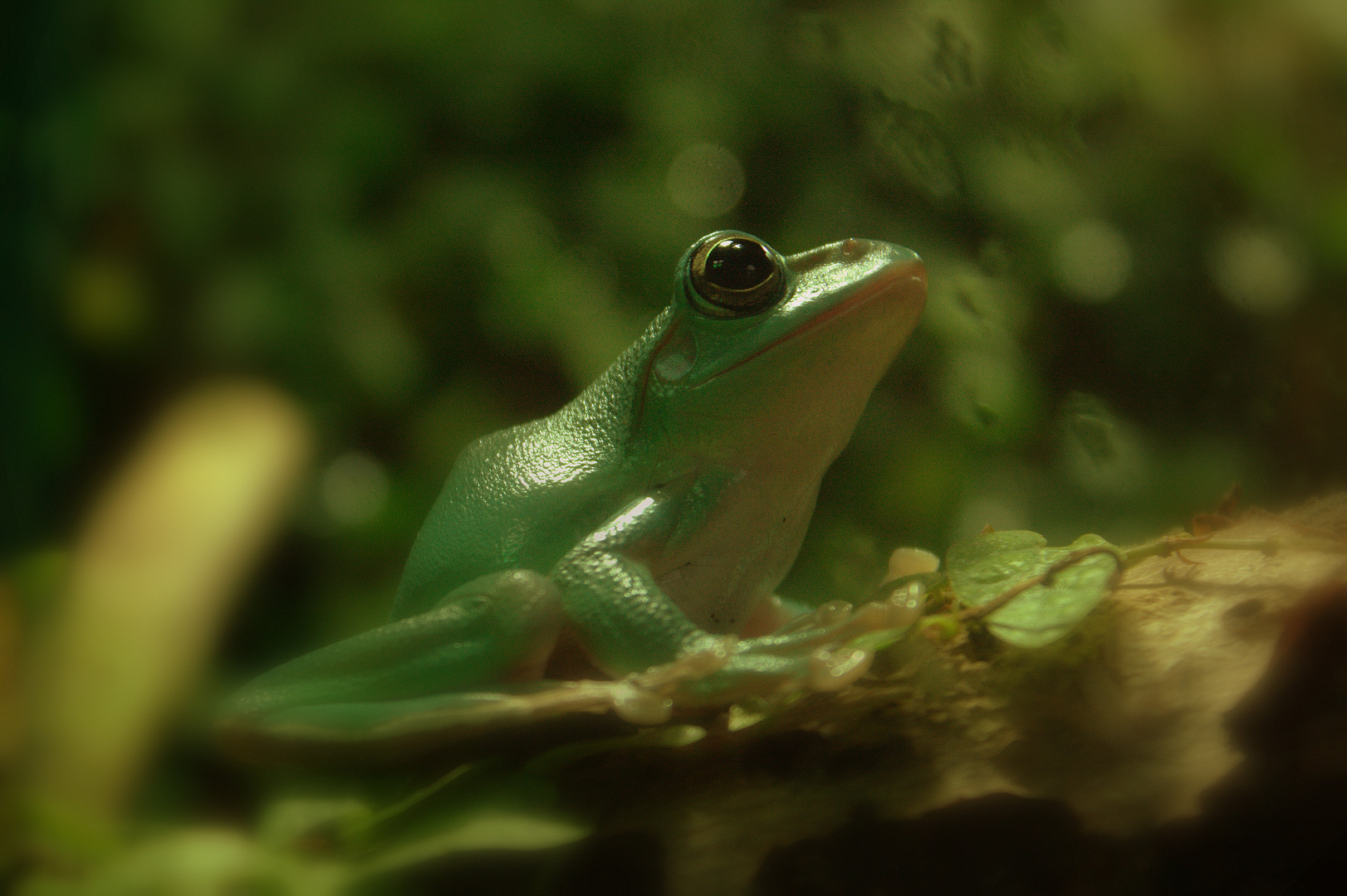 Der Froschkönig?