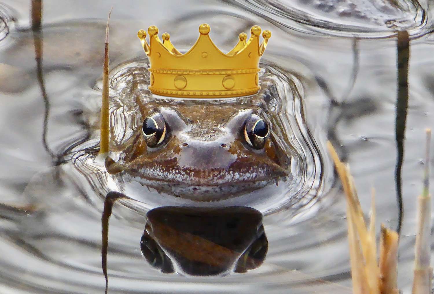 der Froschkönig (Foto von Fotofroggy)