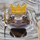 der Froschkönig (Foto von Fotofroggy)