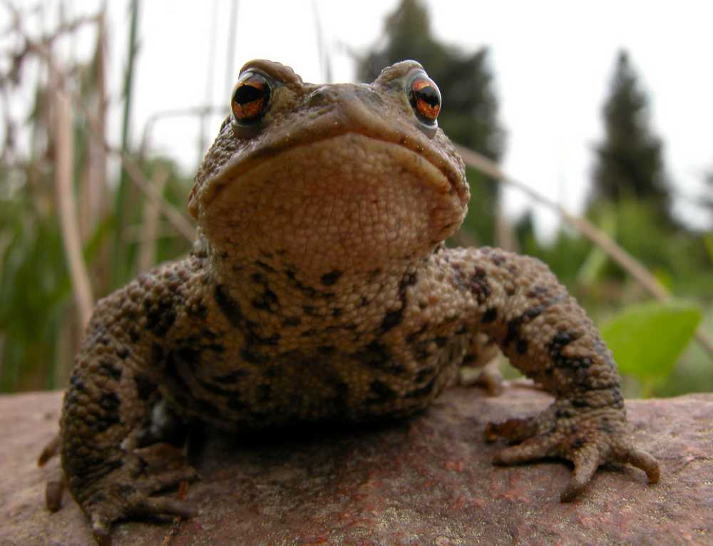 Der Froschkönig inkognito...