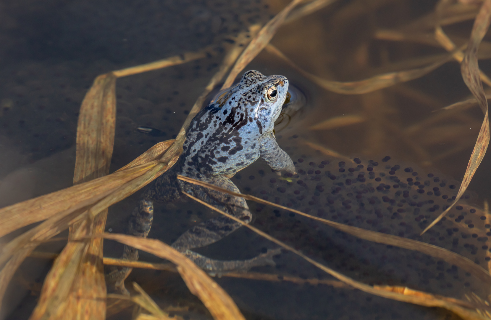 Der Froschkönig mit seinen Kleinen