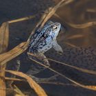 Der Froschkönig mit seinen Kleinen