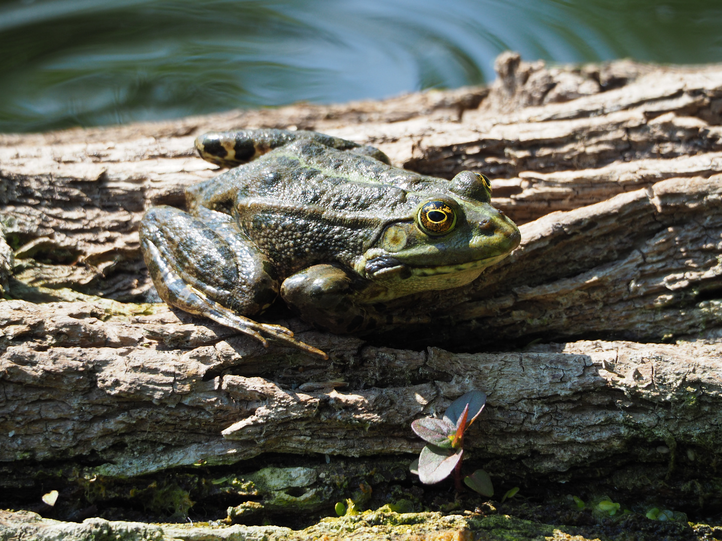 der Froschkönig thront