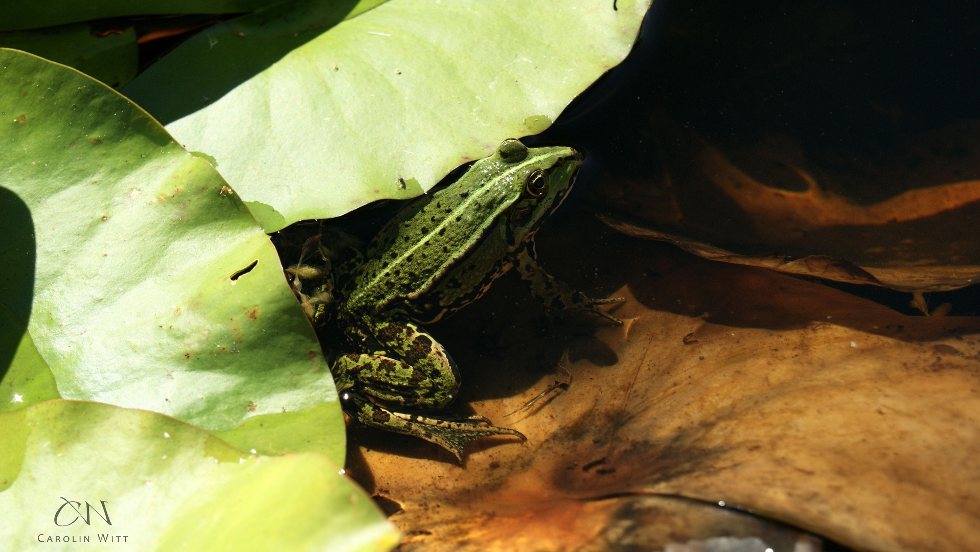 Der Froschkönig vom Seerosenteich