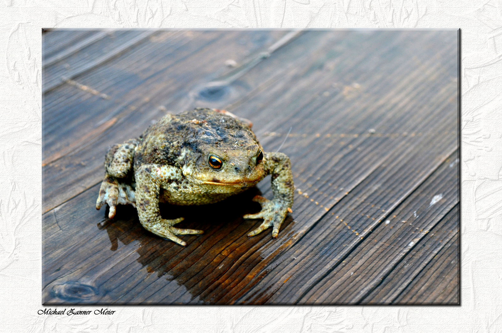 Der Froschkönig von Ruhpolding