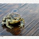 Der Froschkönig von Ruhpolding