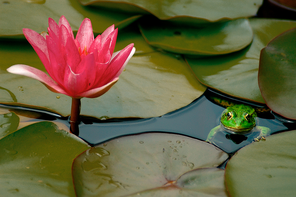 der Froschprinz by Daniel Schoenen 