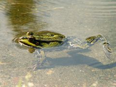 Der Froschprinz auf der Lauer :-)