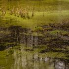 Der Froschtümpel im Winterschlaf