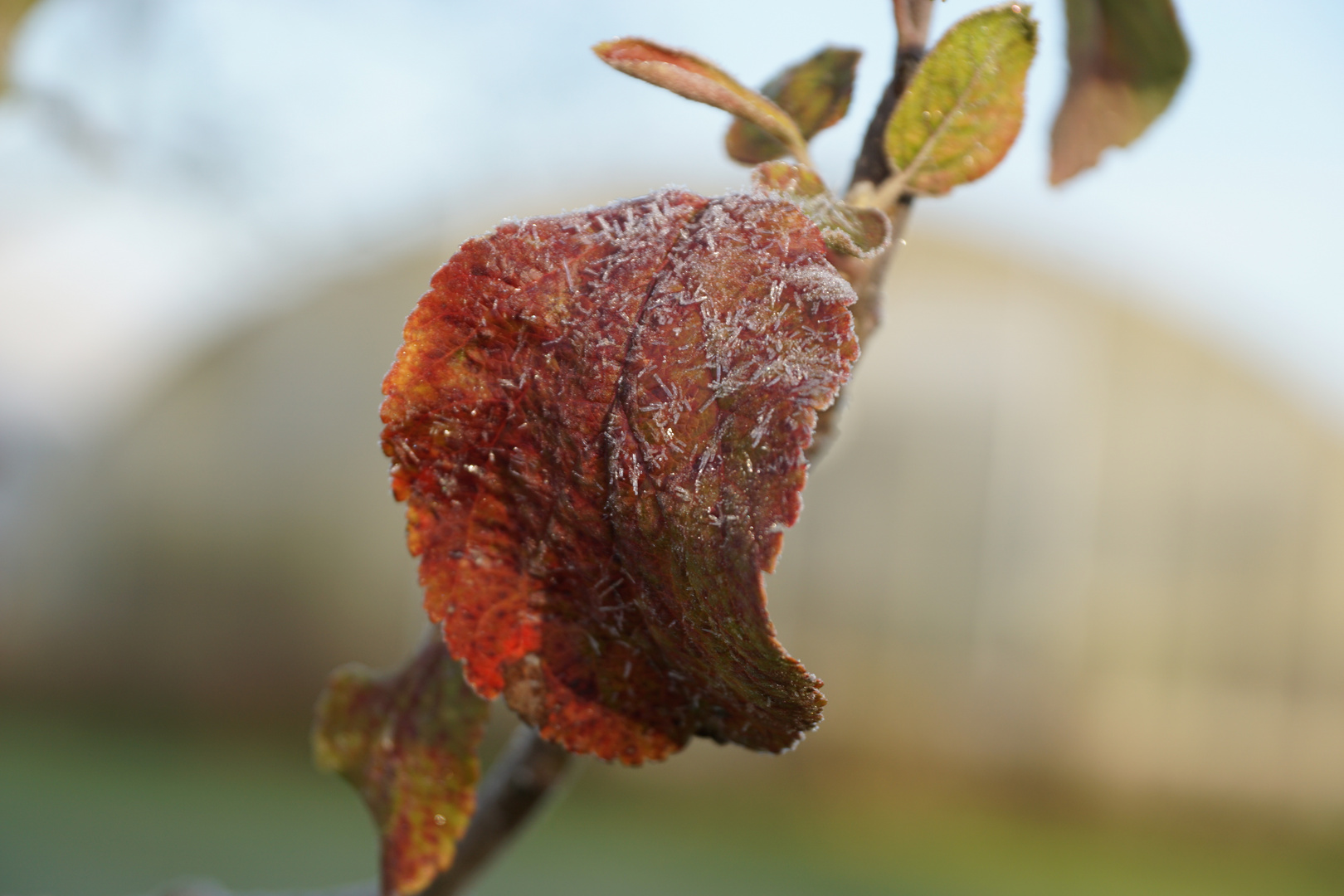 Der Frost beschreibt das Blatt