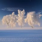 Der Frost, die Bäume und der Mond 