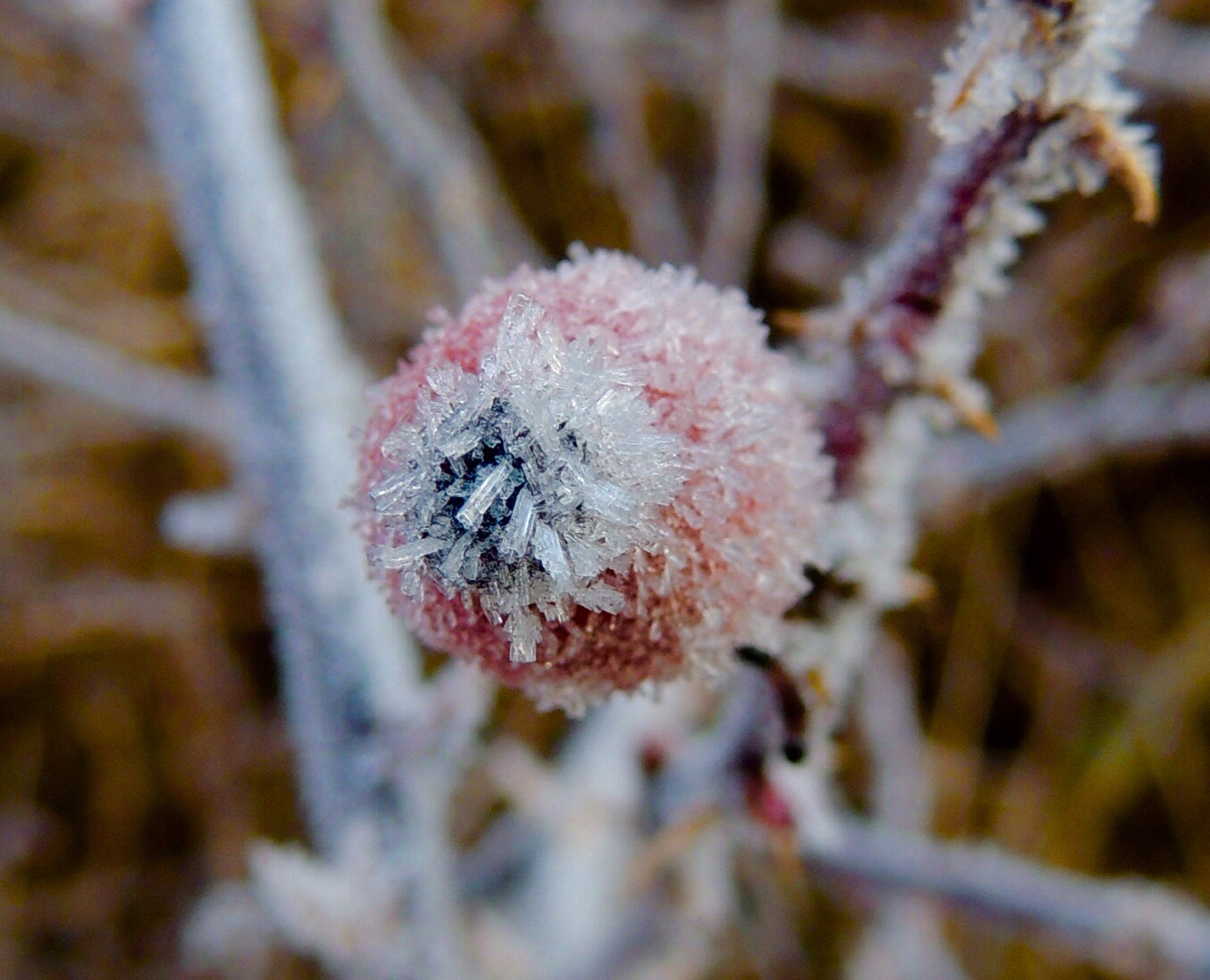 Der Frost hat die Natur noch im Griff