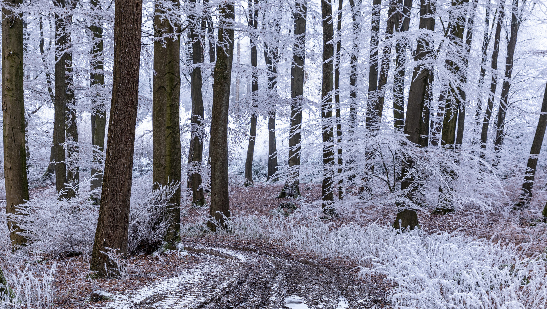 Der Frost haucht zarte Häkelspitzen...