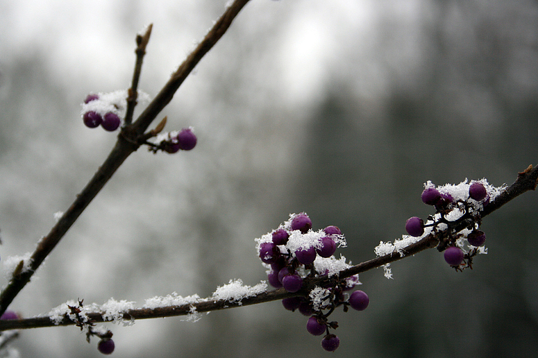 Der Frost kommt...