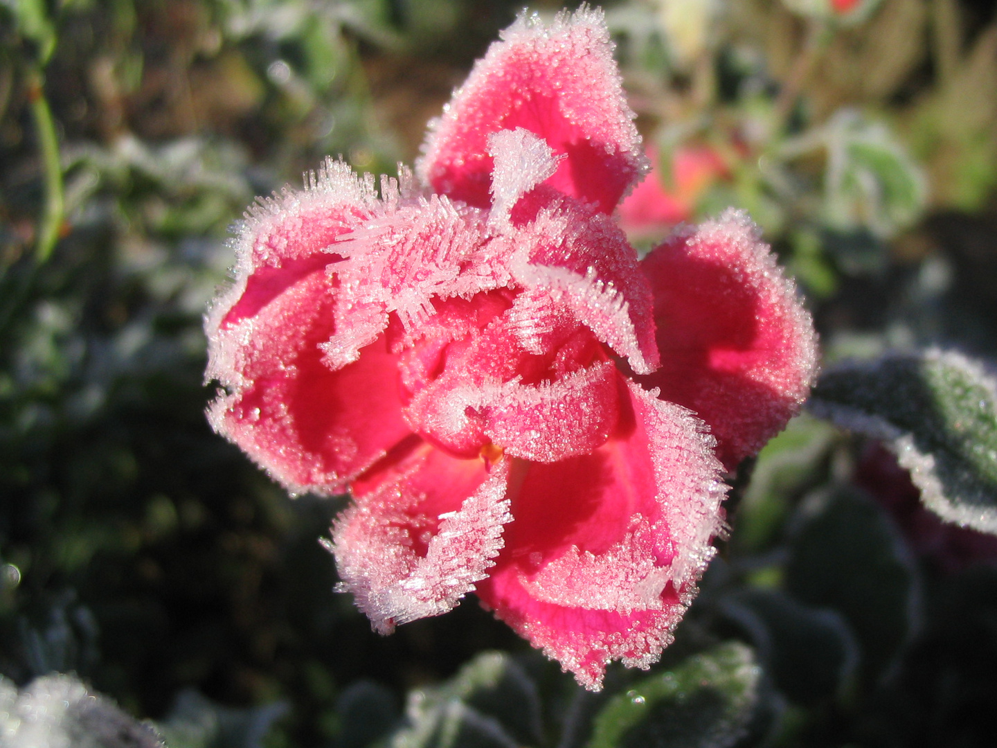 Der Frost läßt die Rose noch schöner erscheinen