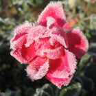 Der Frost läßt die Rose noch schöner erscheinen